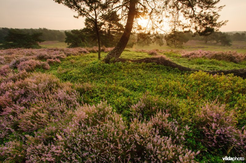 Bloeiende heide op de Asselse Hei, Veluwe