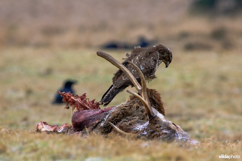 Buizerd op het kadaver van een edelhert