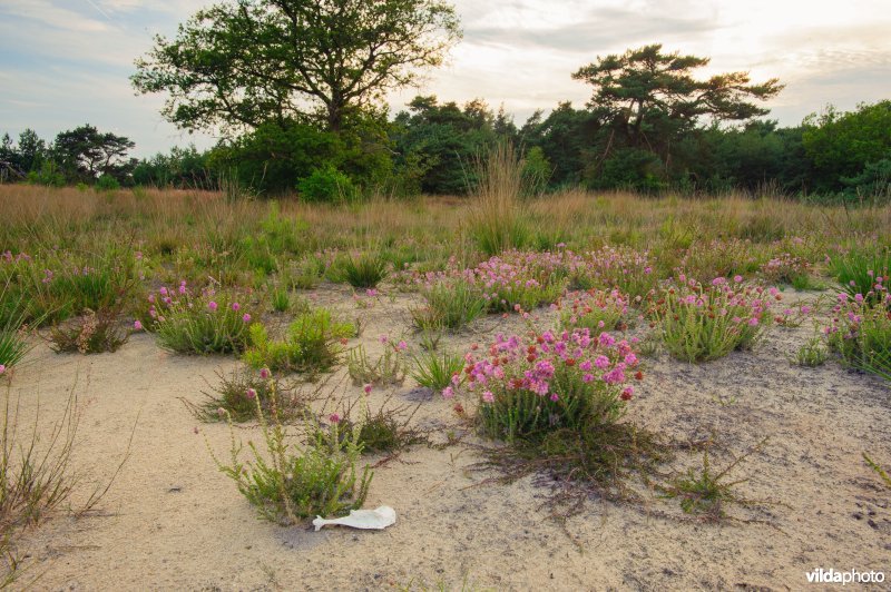 Appelsche Heide