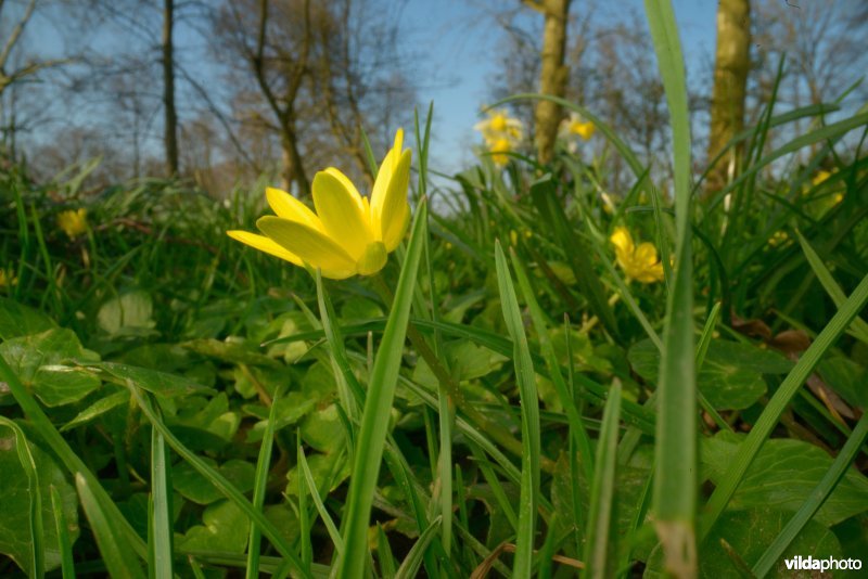 Speenkruid