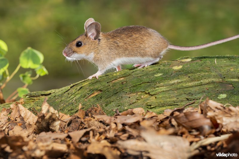 Grote bosmuis