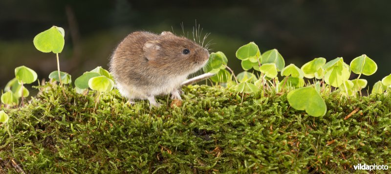 Rosse woelmuis