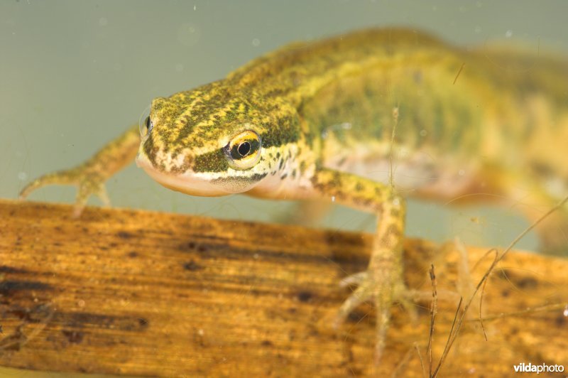 Vinpootsalamander