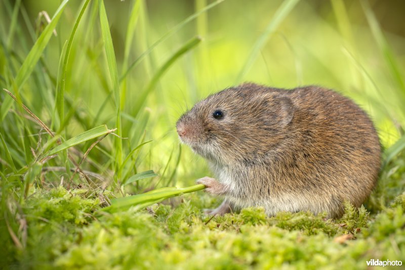Aardmuis