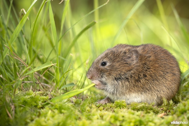 Aardmuis