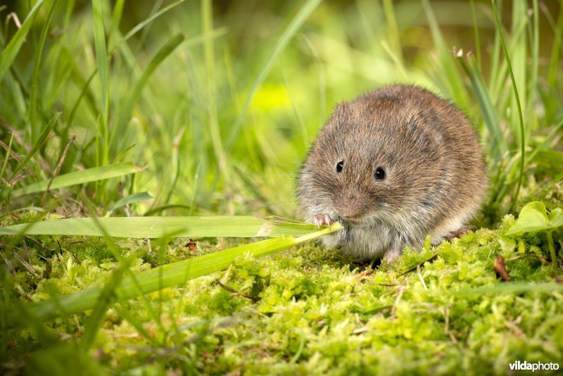 Aardmuis