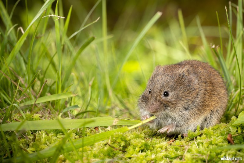 Aardmuis