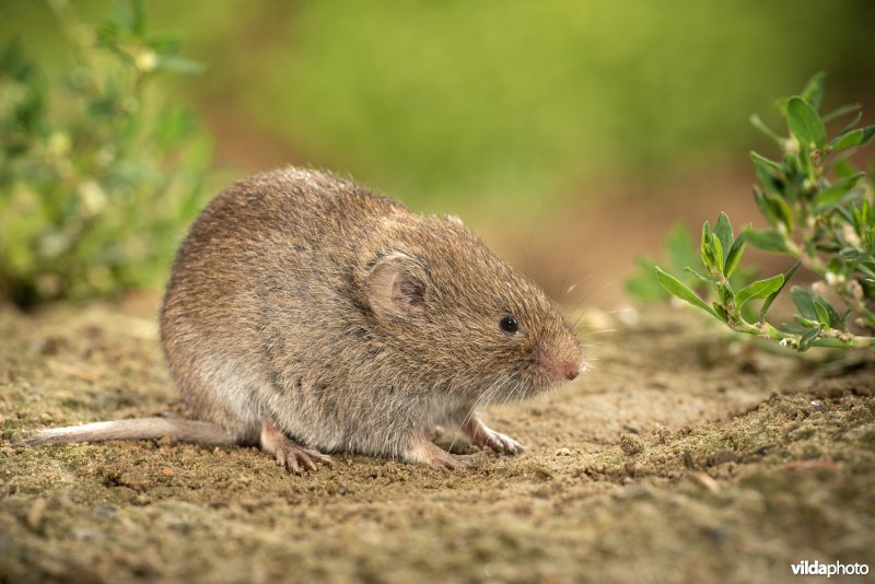 Ondergrondse woelmuis