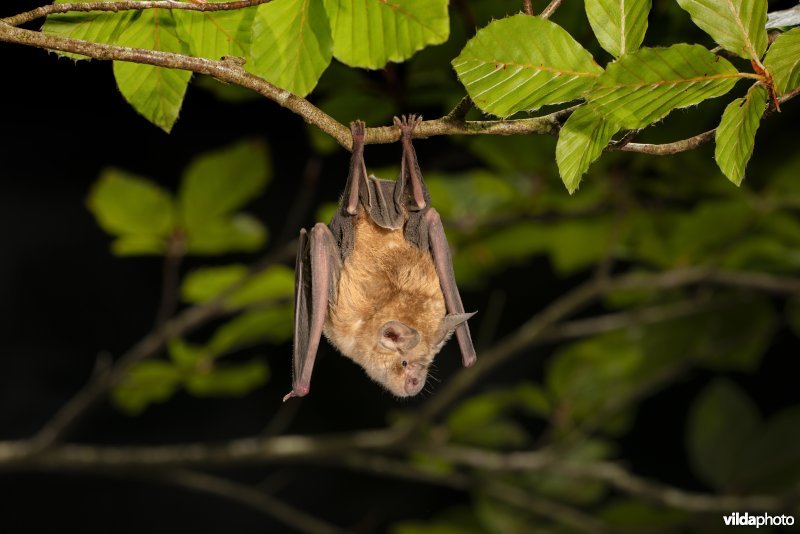 Grote hoefijzerneus