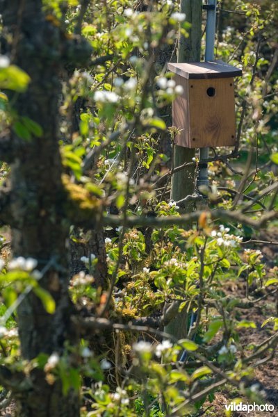 Vogelnestkast