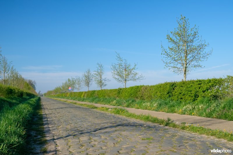 Gemengde haag met solitairen