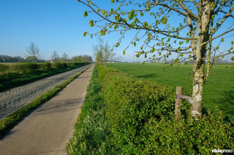 Gemengde haag met solitairen