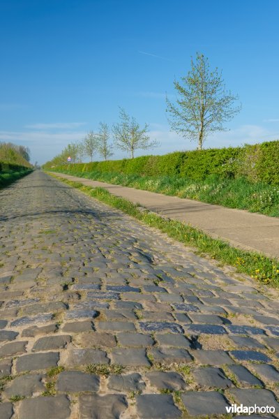 Gemengde haag met solitairen