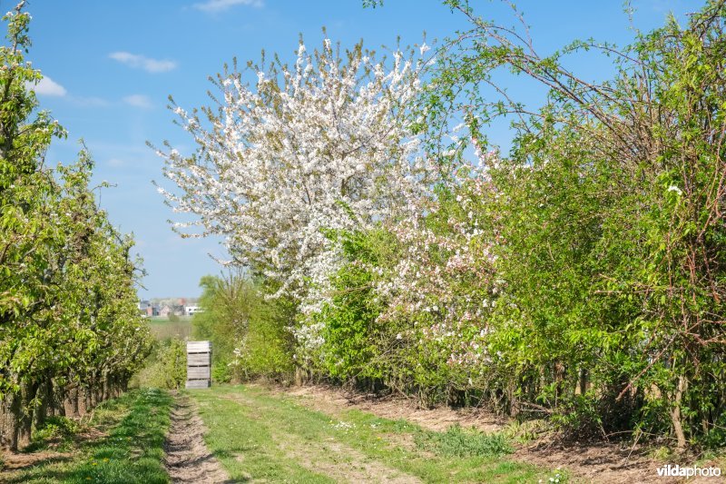 Gemengde haag met perelaar