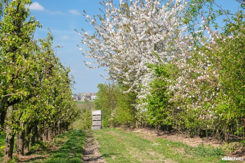 Gemengde haag met perelaar