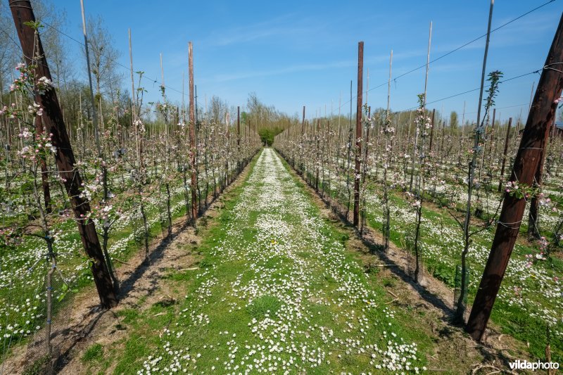 Gefaseerd maaibeheer