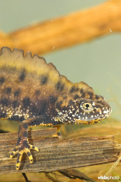 Kamsalamander