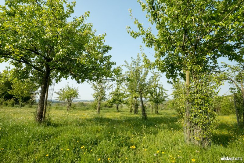 Schophemerheide