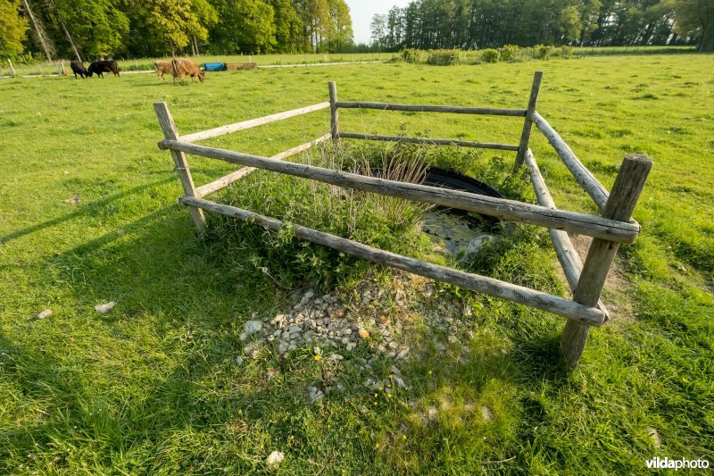 Schophemerheide