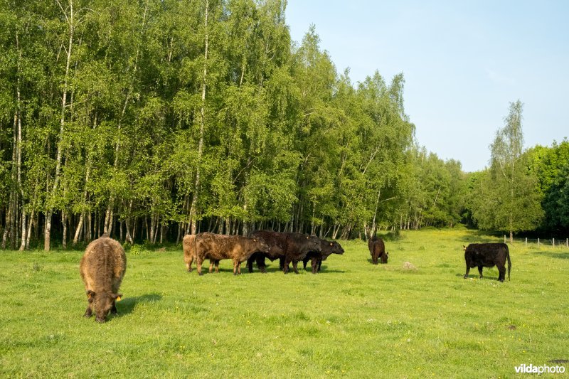 Schophemerheide