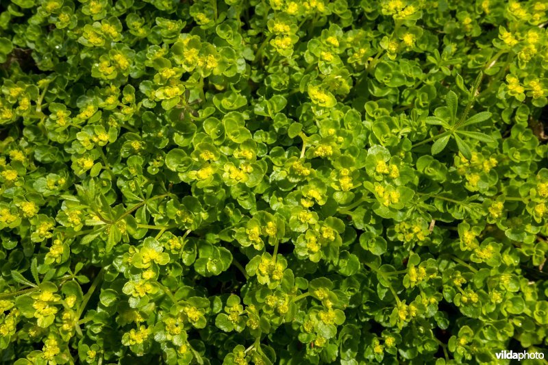 Goudveil in een bronzone