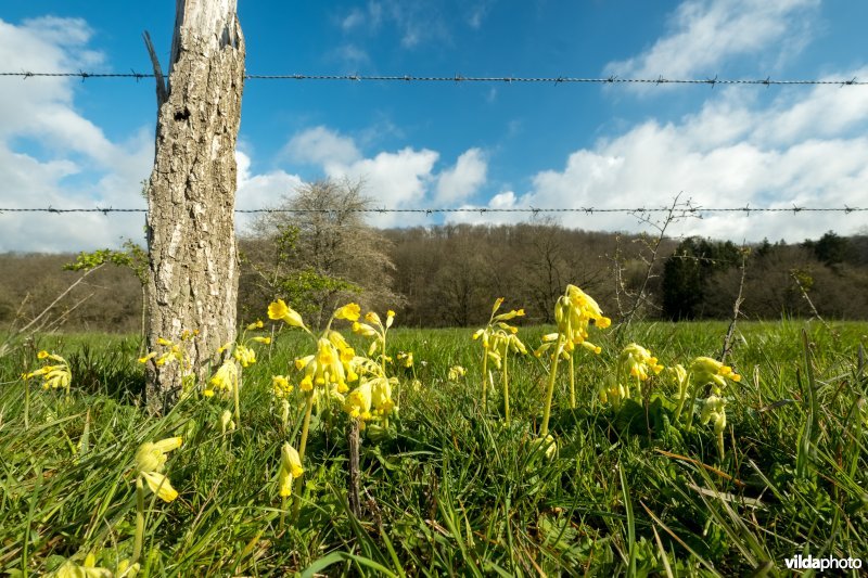 Gulden sleutelbloem