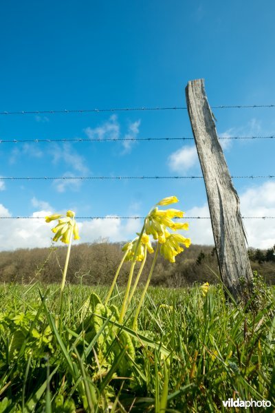 Gulden sleutelbloem