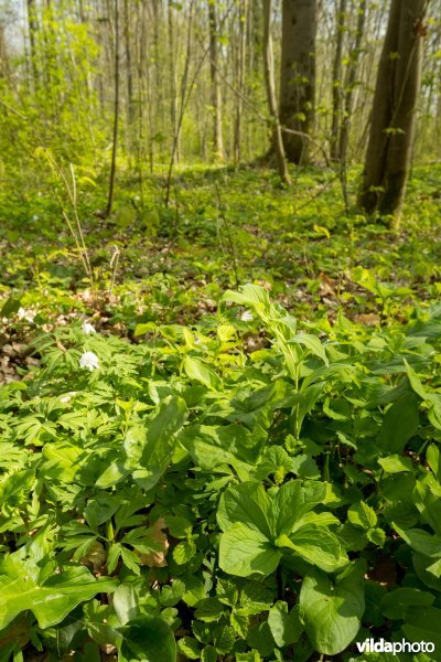 Rijke voorjaarsflora in een valleibos