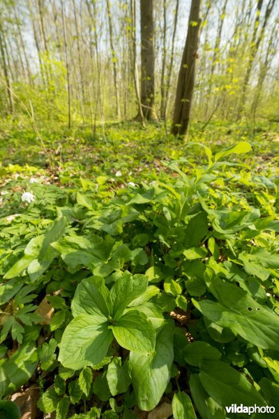 Rijke voorjaarsflora in een valleibos