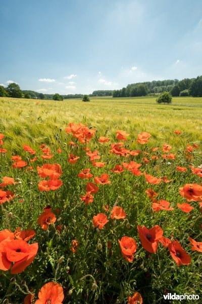 Bloemrijke akkerrand