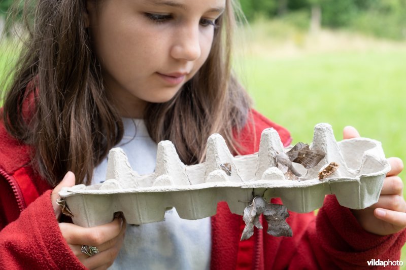 Meisje bewondert nachtvlinders