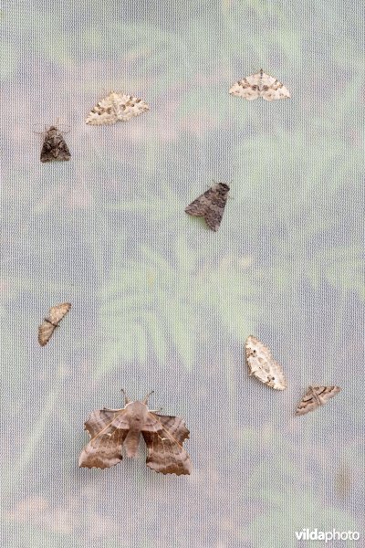 Nachtvlinders in een vlinderval