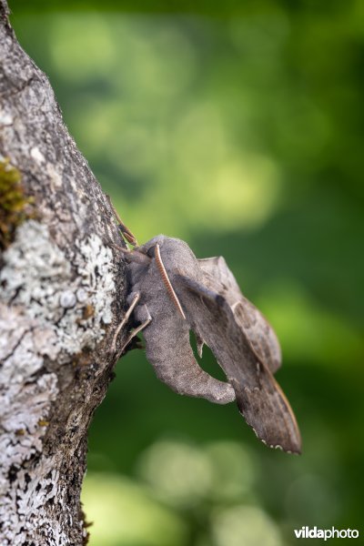 Populierenpijlstaart