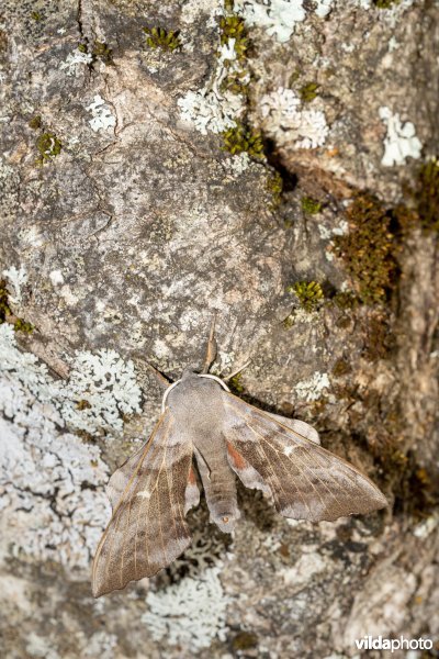 Populierenpijlstaart