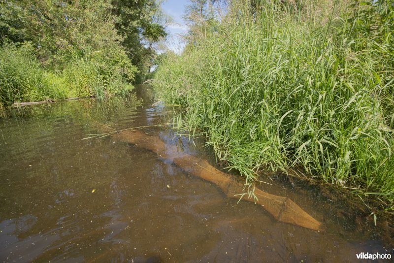 Onderzoek door het INBO naar de Noord-Aziatische modderkruiper