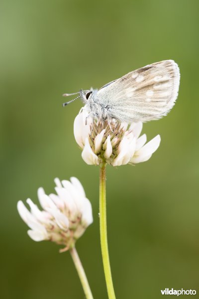 Alpenblauwtje