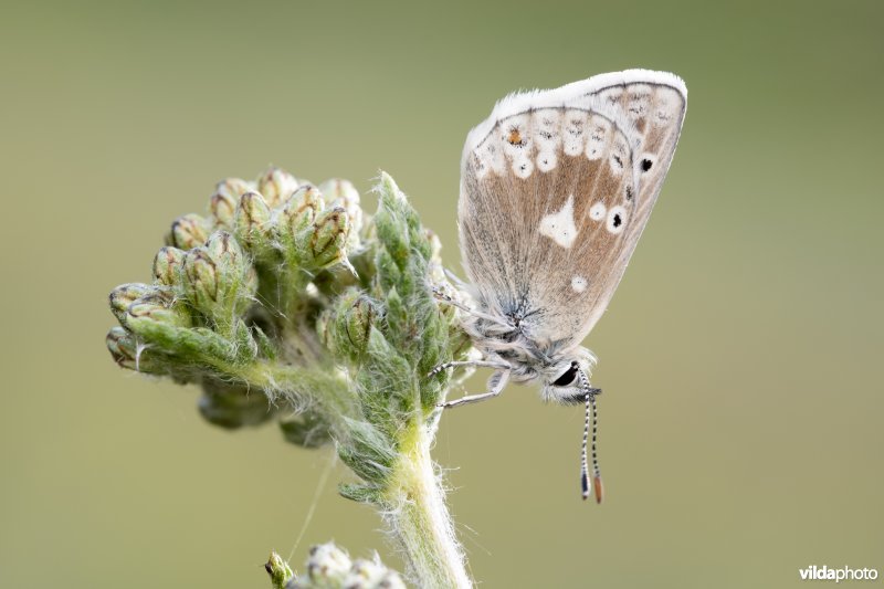 Noordelijk mansschildblauwtje