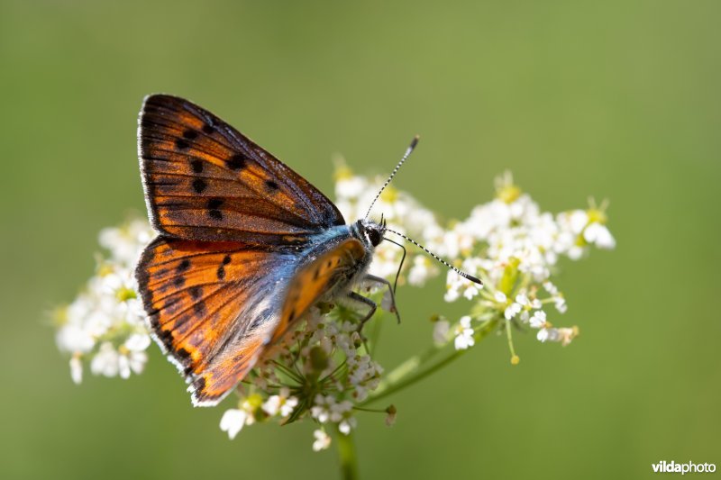 Violette vuurvlinder