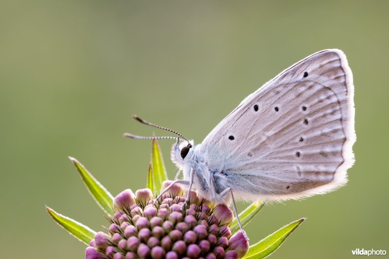 Getand blauwtje