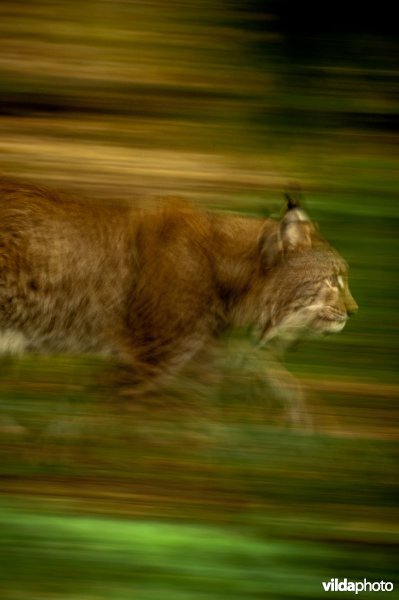 Euraziatische lynx