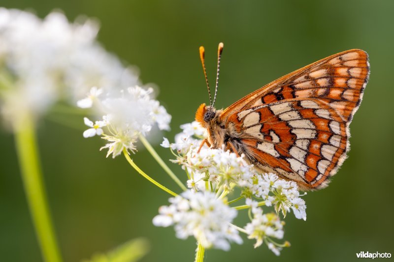 Oranjebonte parelmoervlinder