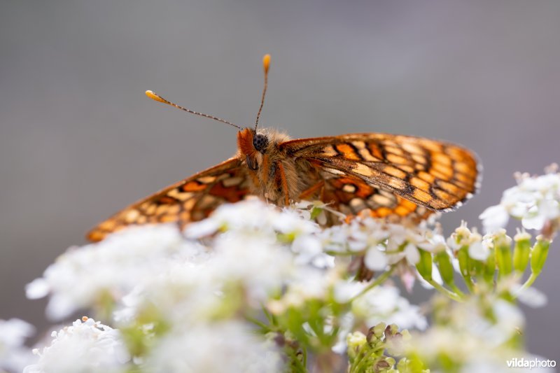 Oranjebonte parelmoervlinder