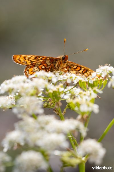 Oranjebonte parelmoervlinder