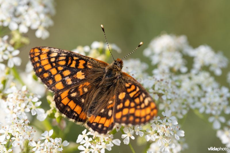Oranjebonte parelmoervlinder