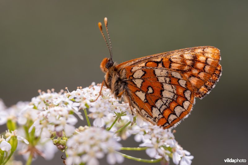Oranjebonte parelmoervlinder