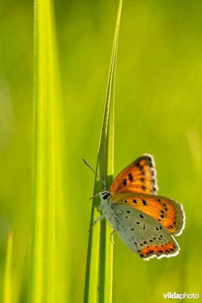 Nederlandse Grote vuurvlinder