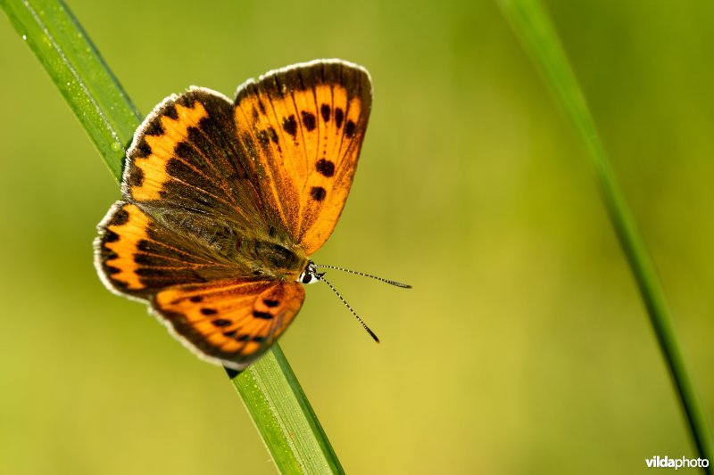 Nederlandse Grote vuurvlinder