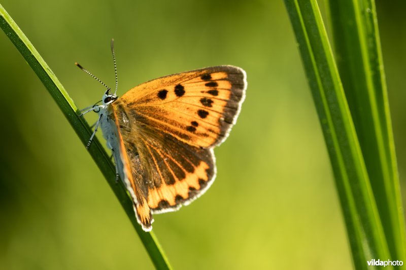 Nederlandse Grote vuurvlinder