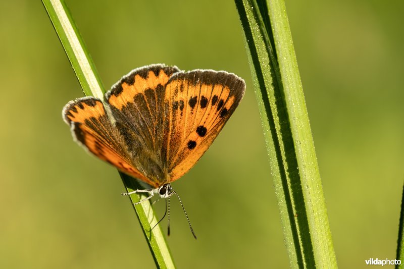 Nederlandse Grote vuurvlinder