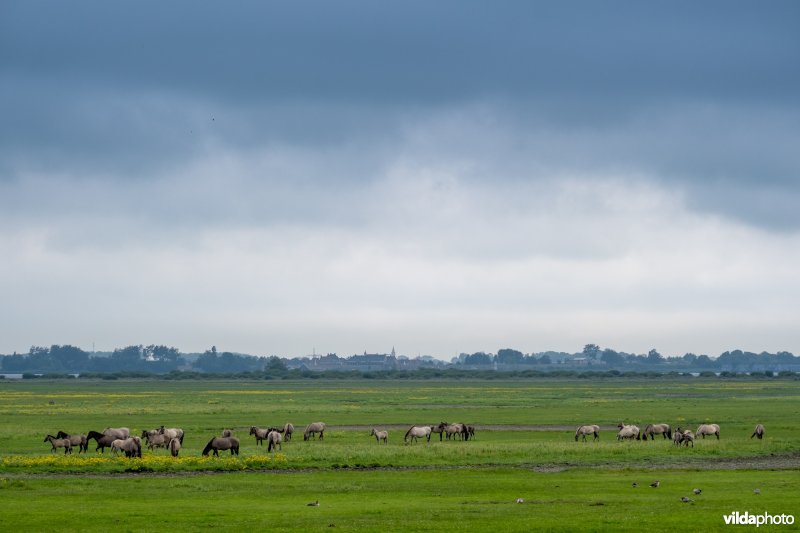 Konikpaarden aan het Lauwersmeer